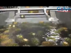 خط معالجة أناناس عالي الإنتاجية لتركيز العصير وأكثر