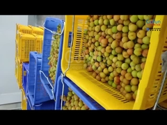 خط معالجة لبصل الخوخ بقدرة 5 أطنان في الساعة مخصص للشركات الصينية